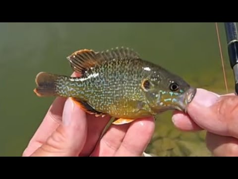 FISHING LIVE!🎣🐟👍💥💪🔥💯🫡 #fishingvideo #fishing #fishinglife 