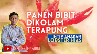 BUDIDAYA LOBSTER HIAS AIR TAWAR DAN PANEN BIBIT DI KOLAM TERAPUNG