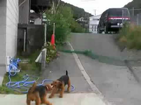 Airedale Terrier　Tug of War　エアデールテリア 綱引き