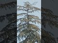 Nature #seachfeed #shortvideo #trendingshorts #youtubeshorts #viralvideo