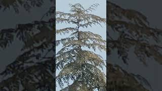 Nature #seachfeed #shortvideo #trendingshorts #youtubeshorts #viralvideo