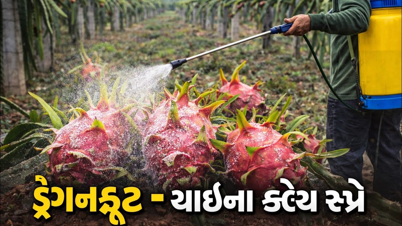 🔥Dragon fruit China Clay સ્પ્રેનો ફાયદો #viral #video #shorts 