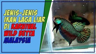 Senarai Ikan Laga Liar (Wild Betta) Yang Di Pamerkan Di Karnival Wild Betta Malaysia