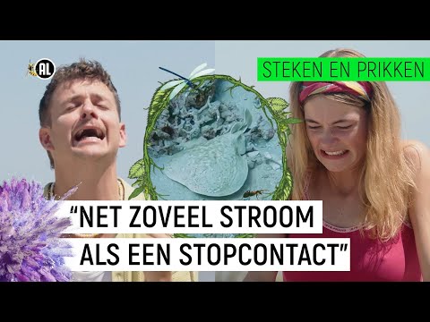 Video: Wie eet de bruine gemarmerde stinkwantsen?