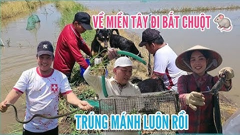 532 🇰🇷🇻🇳 VỀ MIỀN TÂY ĐI BẮT CHUỘT ĐỒNG TRÚNG MÁNH LUÔN.