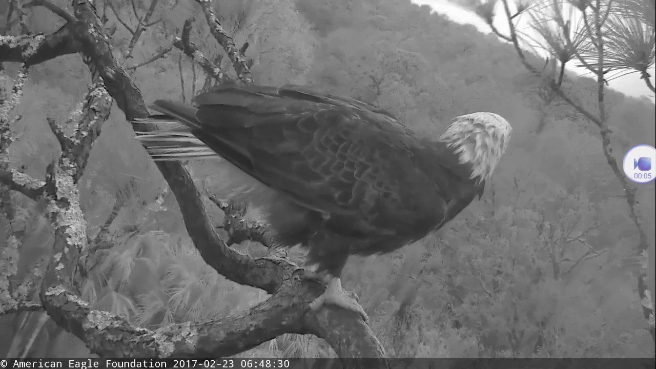 NEFL Eagle Cam Romeo-Juliet-Hope 23-02-17 - YouTube