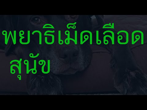 วีดีโอ: แอนติบอดีที่โจมตีเซลล์เม็ดเลือดที่อุณหภูมิต่ำกว่าในสุนัข