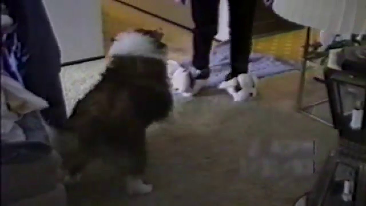 Dog Attack Dog Slippers YouTube