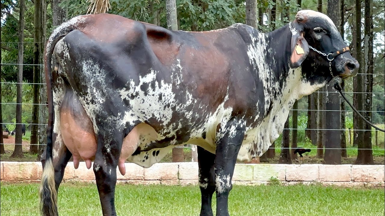 Lote 33 | 10º LEILÃO VIRTUAL JAVA PECUÁRIA - 25/02/2023 (DOMINGO) 17H