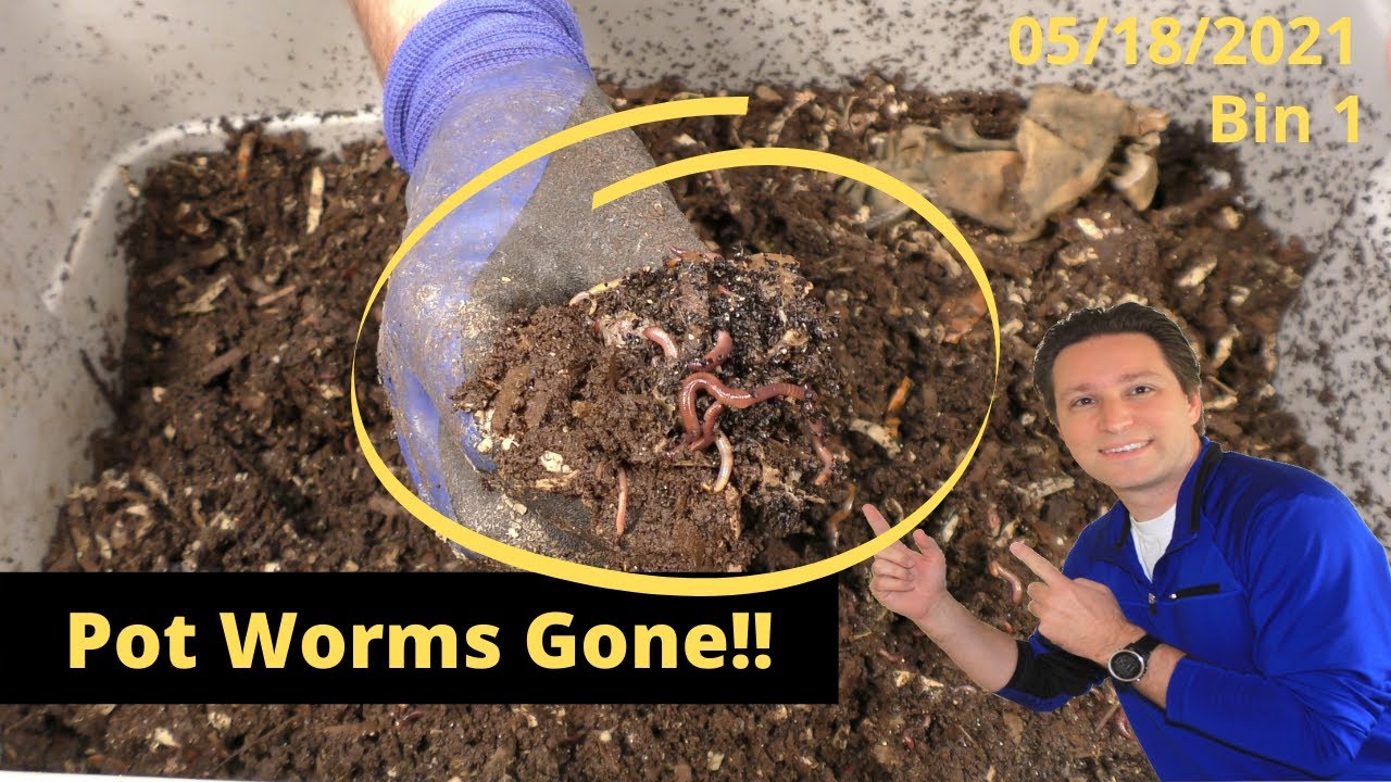 10 Gallon Tote Bin 1 Pot Worms GONE! 5/18/2021