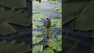 🌸 Watch a Blue Water Lily Bloom in seconds #timelapse #waterlily #waterlilies