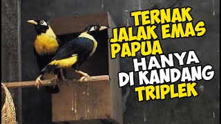 Download Lagu PAPUA GOLDEN STARLING FARMING ONLY IN TRIPLEK CANES Download Lagu PAPUA GOLDEN STARLING FARMING ONLY IN TRIPLEK CANES