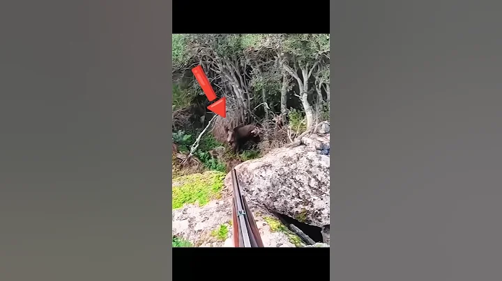 дикий кабан делает снимок крупным планом#hunting#chase#challenge #