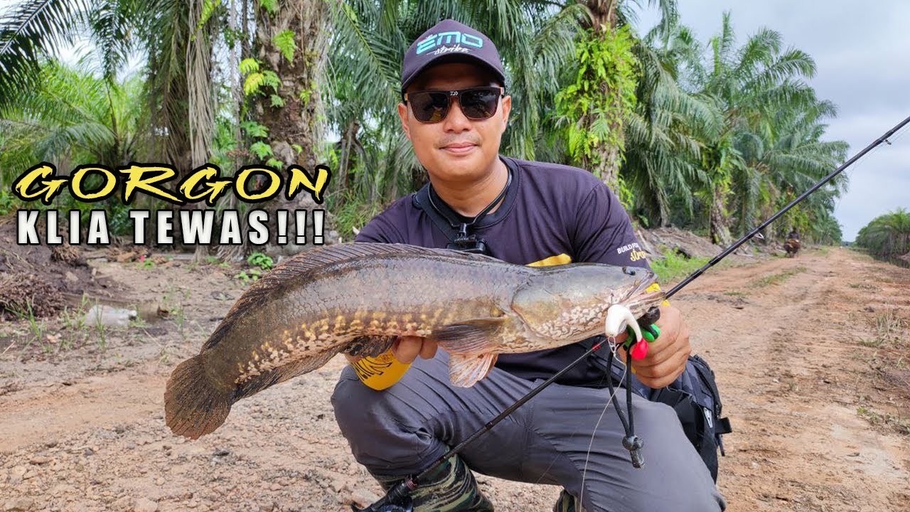 Haruan Babon Sawit KLIA Tewas !!! | Exp Leko Frog Mencakup!!!