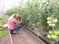 BEEFSTEAK TOMATO HOUSE ( Pruning), CUCUMBER HOUSE & WHAT WE ARE UP TO!