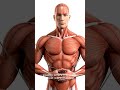 “Lower Chest Exercises That Actually Hit the Right Fibers”