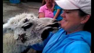 Download Lagu Llama spits in nana's face MP3 Download Lagu Llama spits in nana's face MP3