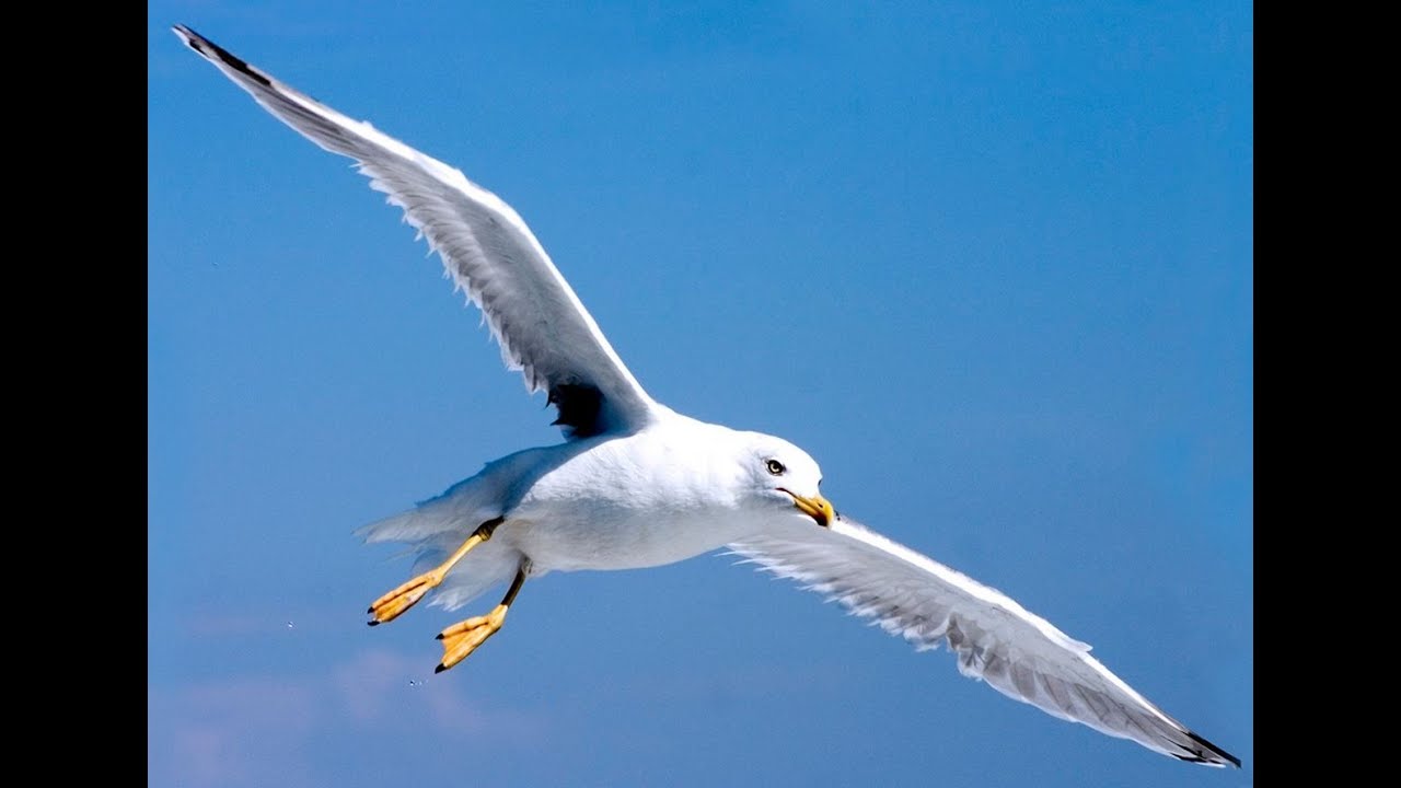 "A DIO" Poesia di Vittorio Gassman YouTube