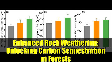 Enhanced Rock Weathering: Unlocking Carbon Sequestration in Forests