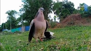 Pujuk tegar sang pikat tekukur matang @tekukurpikatborneo !! pacak main semua jenis laman !!