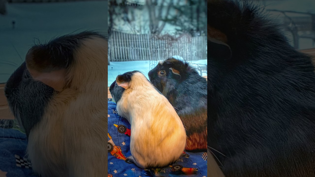 Guinea pigs watch snow storm 