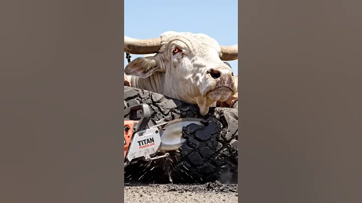 Part 2 Heroic Rescue Team Frees Cow Stuck in a Tire A Real Life Act of Kindness #aivideo #animals