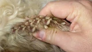Mangoworm Removal Compilation, Rescue Dog Mangoworms, Vet Mangoworm Treatment ❤️