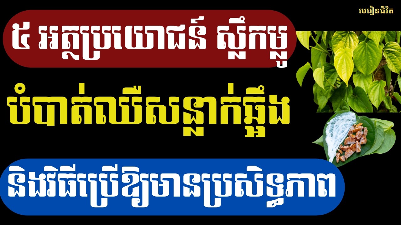 ៥ អត្ថប្រយោជន៍ស្លឹកម្លូ បំបាត់ឈឺសន្លាក់ឆ្អឹង និងវិធីប្រើមានប្រសិទ្ធភាព | មេរៀនជីវិត