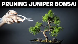 Itoigawa Juniper Bonsai  Pruning and Shaping Ideas