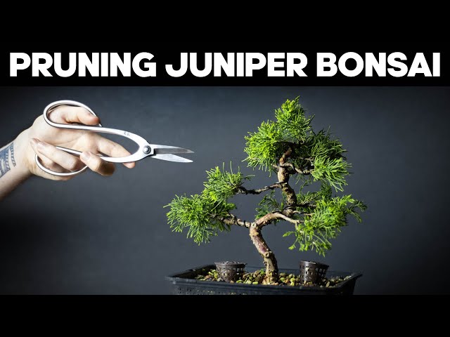 Itoigawa Juniper Bonsai - Pruning and Shaping Ideas class=