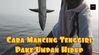Tutorial Cara Mancing Tenggiri Pake Umpan Hidup