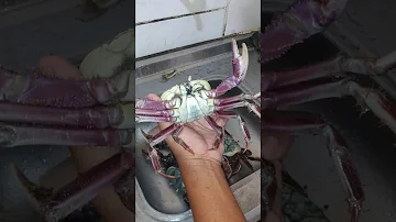 Como escovar caranguejo?