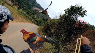 Đi Săn Gà Lai Bằng Ná Cao Su Và Cái Kết | Dân Tộc Tây Bắc Tv