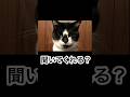 お世話に疲れた世話好きな猫。
