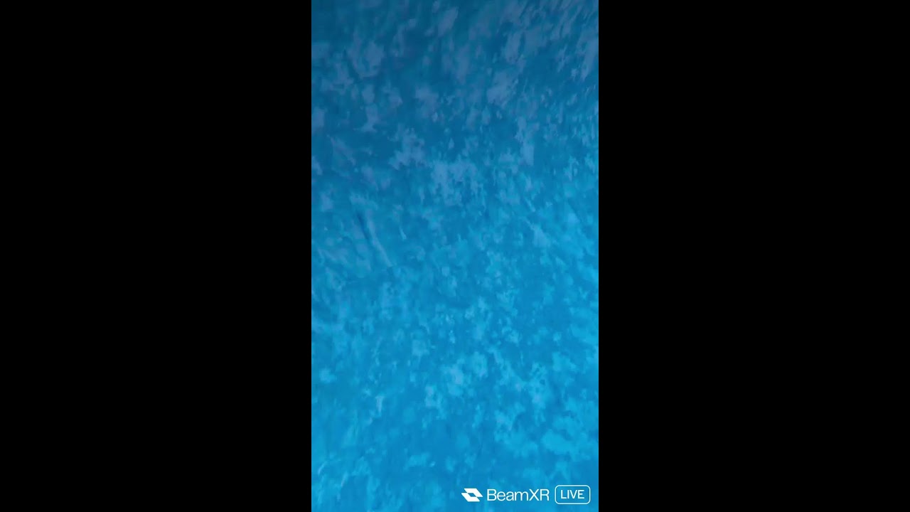 playing pengiun paradise