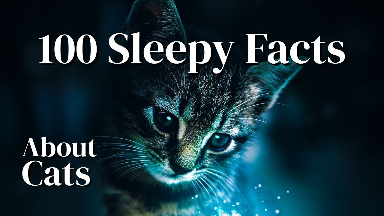 100 Gentle Facts About Cats to Fall Asleep To | Eventide Theory