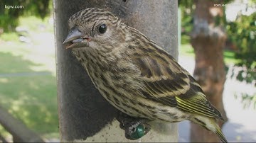 ‘Help the birds social distance’: Preventing a bird salmonella outbreak