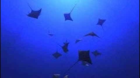 Manta ray, first place  POV-Ray 512 byte