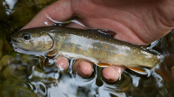 Tenkara Fishing Idaho for BULL TROUT!