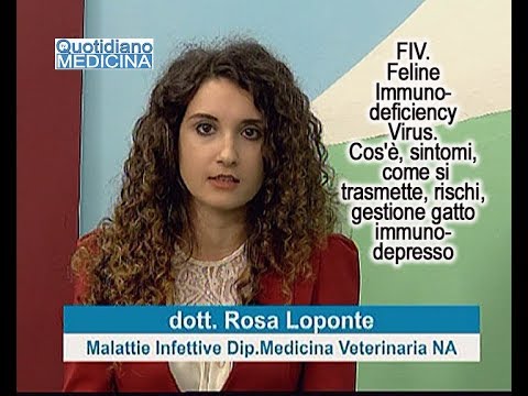 Video: Virus Dell'immunodeficienza Felina Nei Gatti - Rischio FIV, Rilevamento E Trattamento Nei Gatti