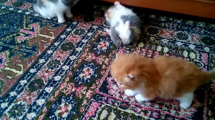 Watch the video about Exotic shorthair kittens Gerdiacats