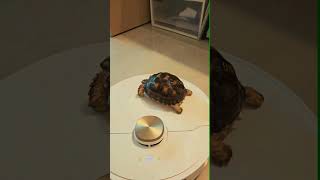 rotating coffee cup❤️ #turtle #pets #cute