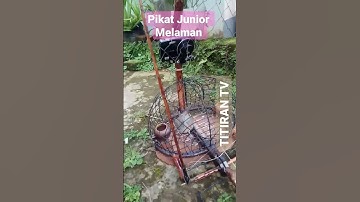 Pikat perkutut tukang ngoar nyobain sangkar jebak single net #shorts #sangkarjebak #perkutut