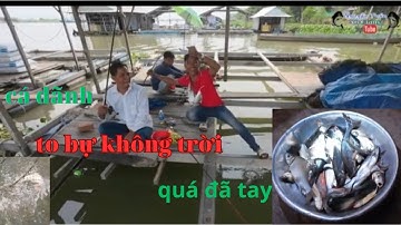 câu cá bè mỹ hoà hưng...mồi câu cá dảnh anh ba báo...lên cá liên tục...phê sướng quá đã...