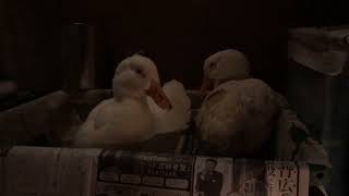 bayashi23 がライブ配信中!