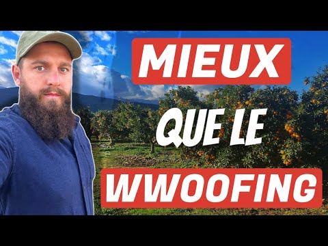 Vidéo: Puis-je amener mon chien de l'autre côté de la frontière canadienne pour des vacances?