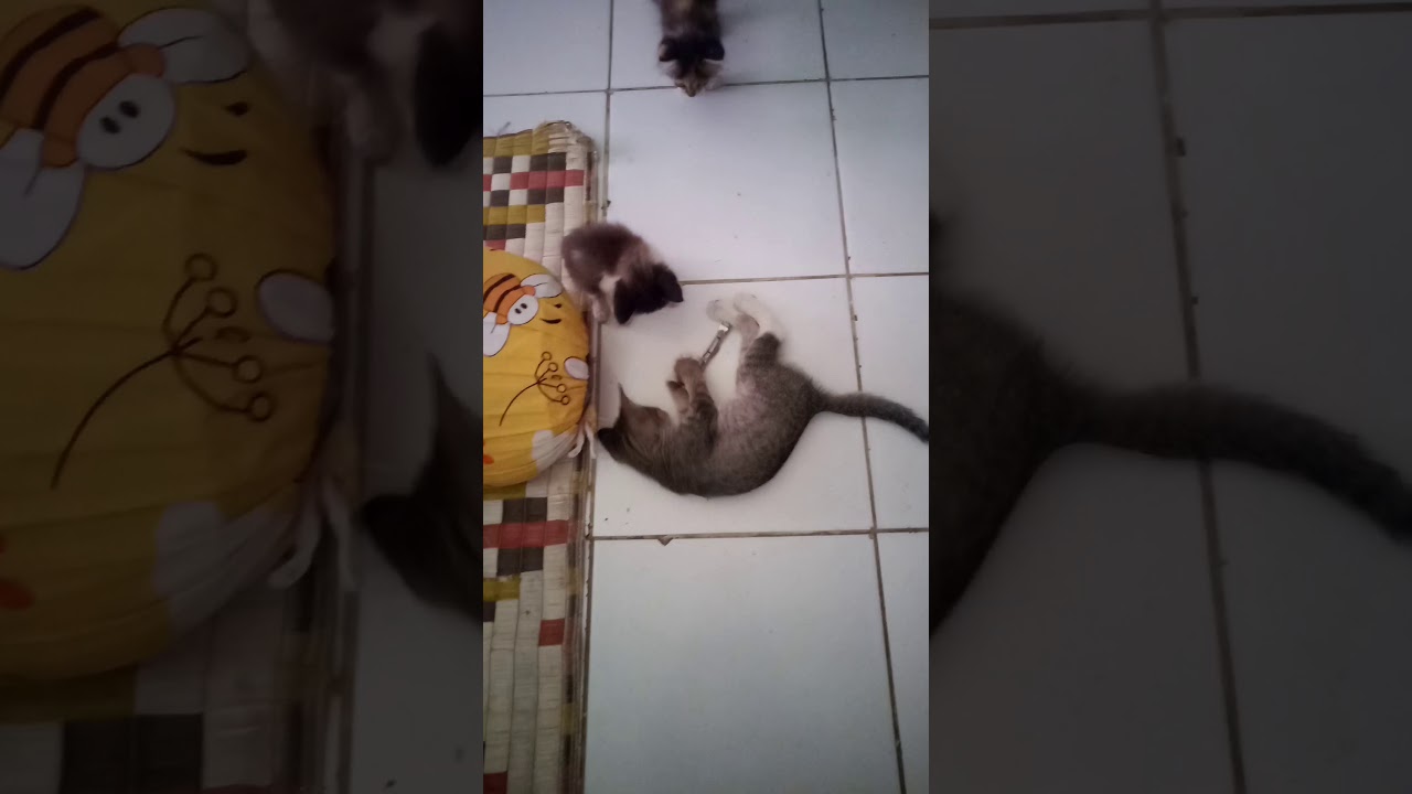 Anak kucing yang lucu 