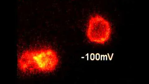 Chemoselective tarantula toxins report voltage activation of wild-type ion channels in live cells.