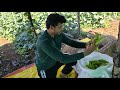Kakdi . Cucumber 🥒 ki kheti Agriculture