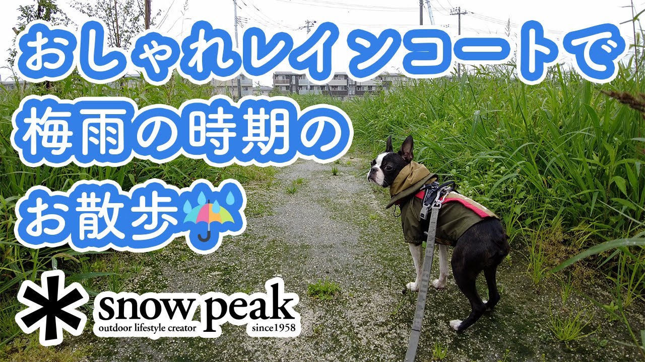 ボストンテリア Snow Peakのおしゃれレインコートで梅雨の時期のお散歩 Youtube